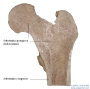Osteology 1 * Frontal section through the head of Femur (thigh- bone)Photography by Pekny P., ©2003Two different bone components can be found (macroscopically) in human bones: one is dense in texture (Substantia compacta or compact bone tissue) found in the outer parts of bones (thick wall at the shaft of long bones, thin layer at the ends), the other consists of thin fibers and sheets of bone, (trabeculae) which form a reticular, sponge- like network at the ends of long bones and in vertebrae (Substantia spongiosa, trabecular or cancellous bone tissue).Substantia compacta (cortical bone) is found primarily in the shafts of long bones and forms the outer shell around Substantia spongiosa (cancellous bone) at the end of the joints. The inner parts of the head are filled with spongy bone tissue.